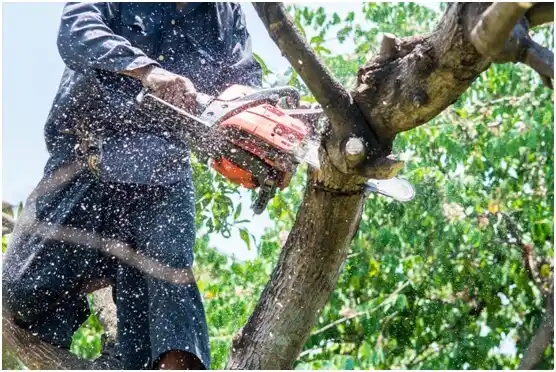 tree services Halls